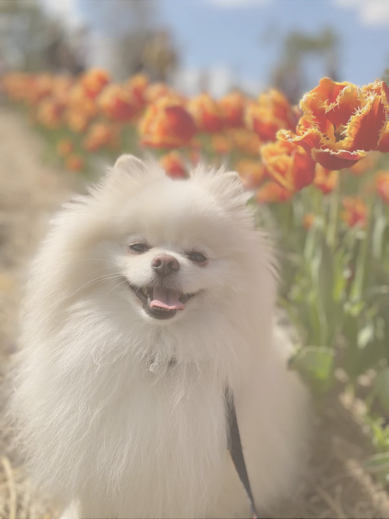 White Pomeranian dog smiling outdoors in a field of orange tulips